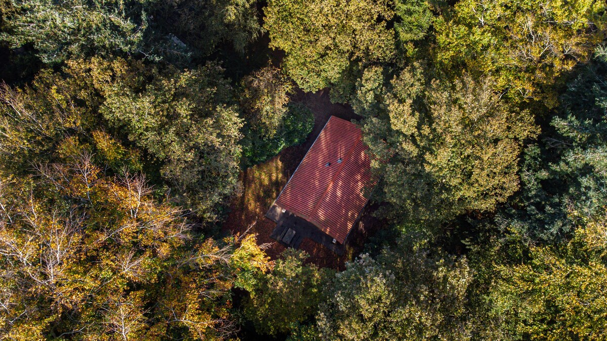 Natuurhuisje verscholen in het bos van Oudemirdum
