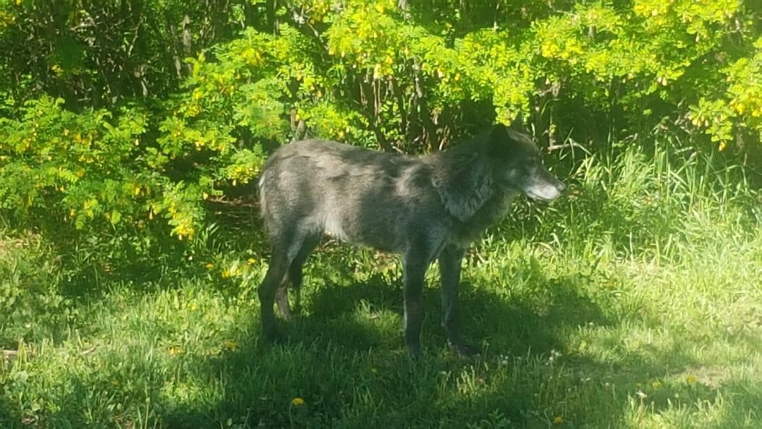 Drumheller Wolf Retreat - The Den Suite