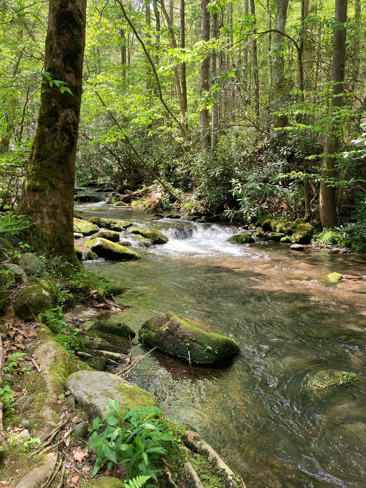 Secluded Primitive Creekside campsite