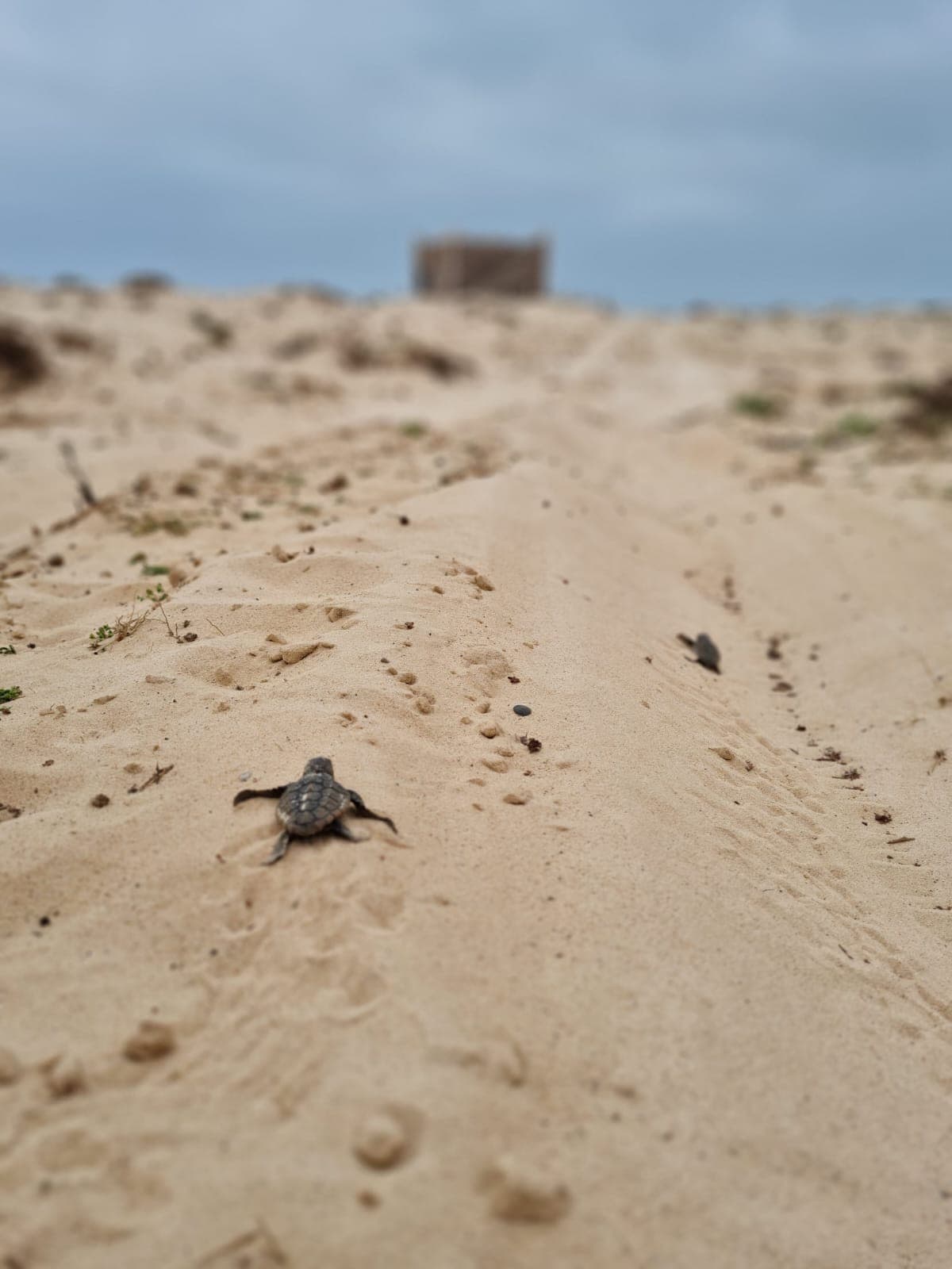 海龟海龟海龟海滩度假村-Nojed