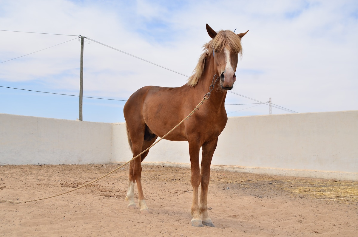 迷人的海景公寓Djerba （ Tanit2 ）