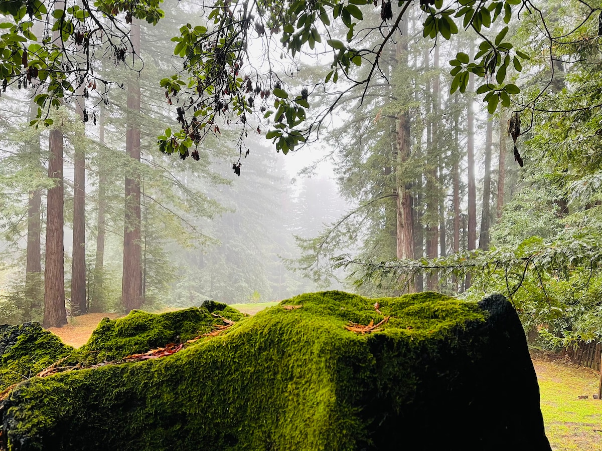 红杉森林（ Redwood Forest ） 5号露营地-热水淋浴间