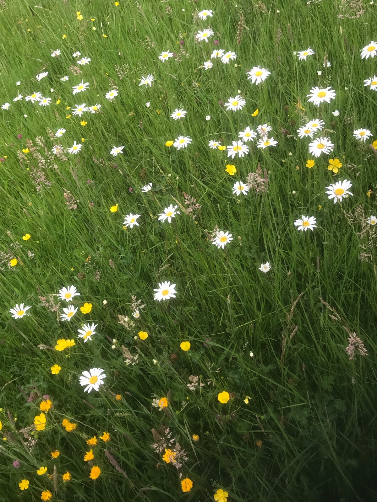 野花草甸的惬意小露营地