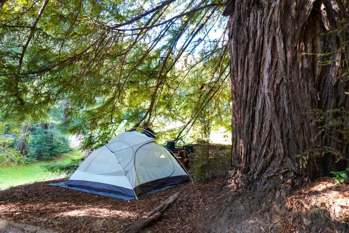 红杉林（ Redwood Forest ） 4号露营地-热水淋浴间