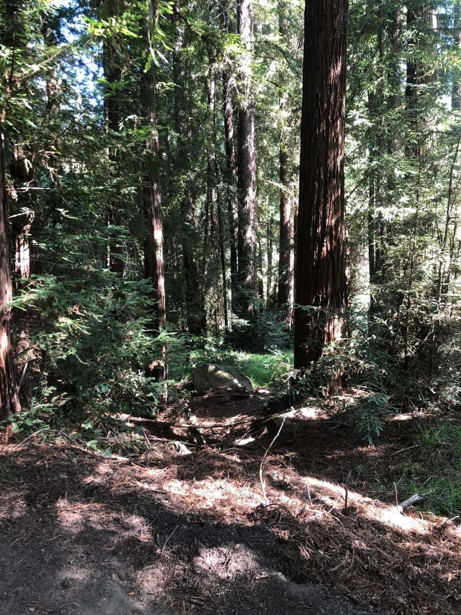 红杉森林（ Redwood Forest ）的7号露营地-热水淋浴间