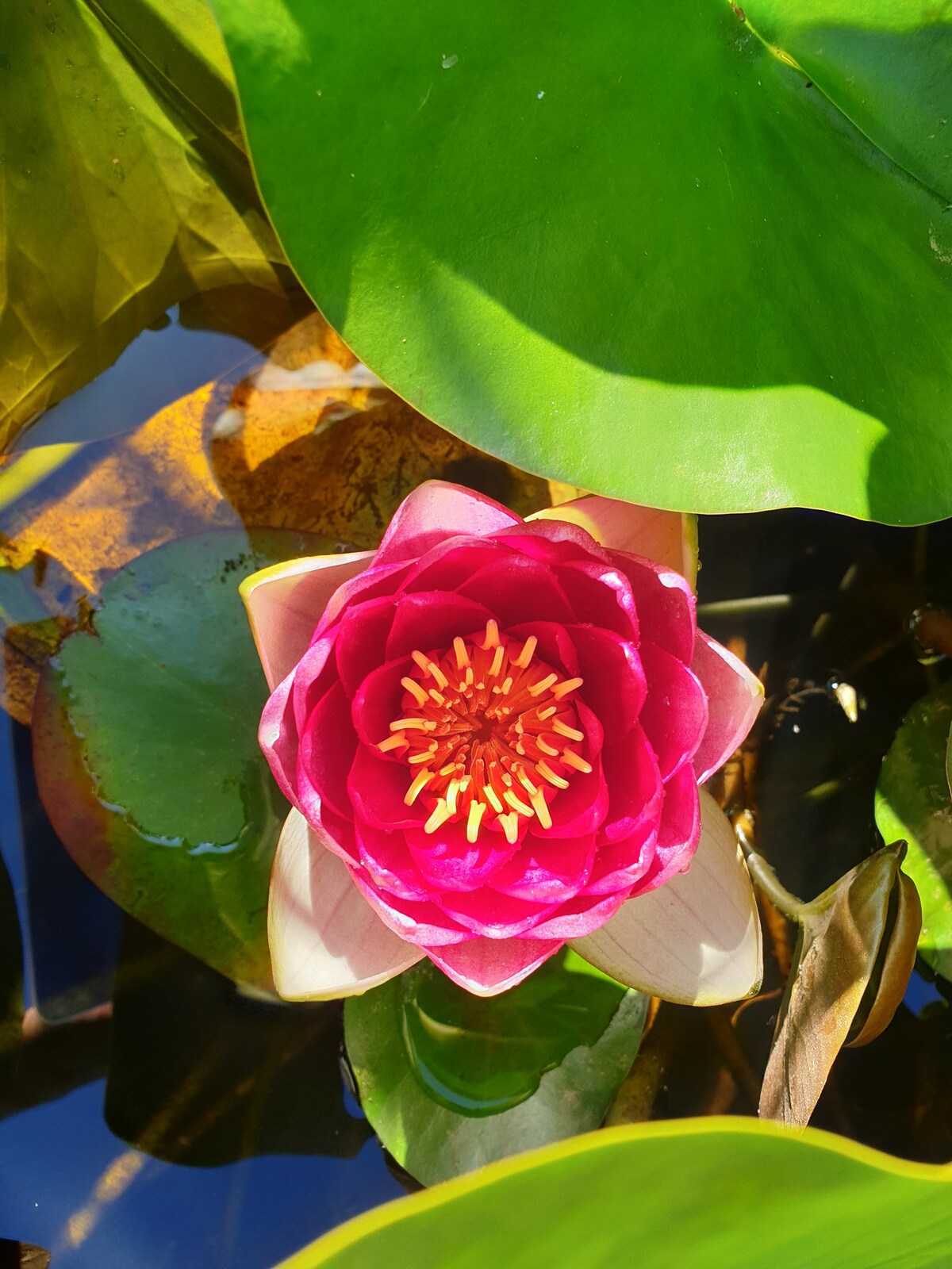 房间配有浴室、游泳池、花园