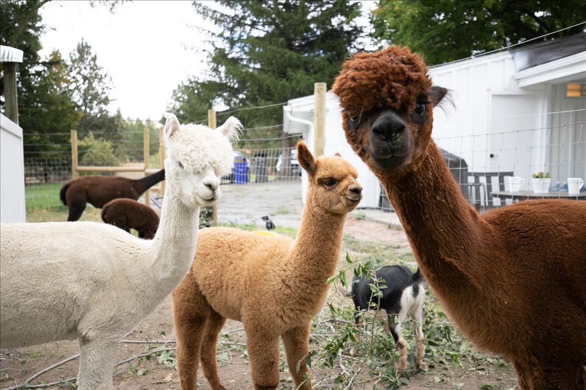 可爱舒适的Alpaca&Goat农场距离市区仅几分钟车程