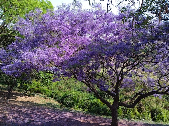 Vila Nova Cidade Universitaria的民宿