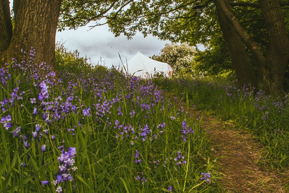 Bluebell Wood Glamping