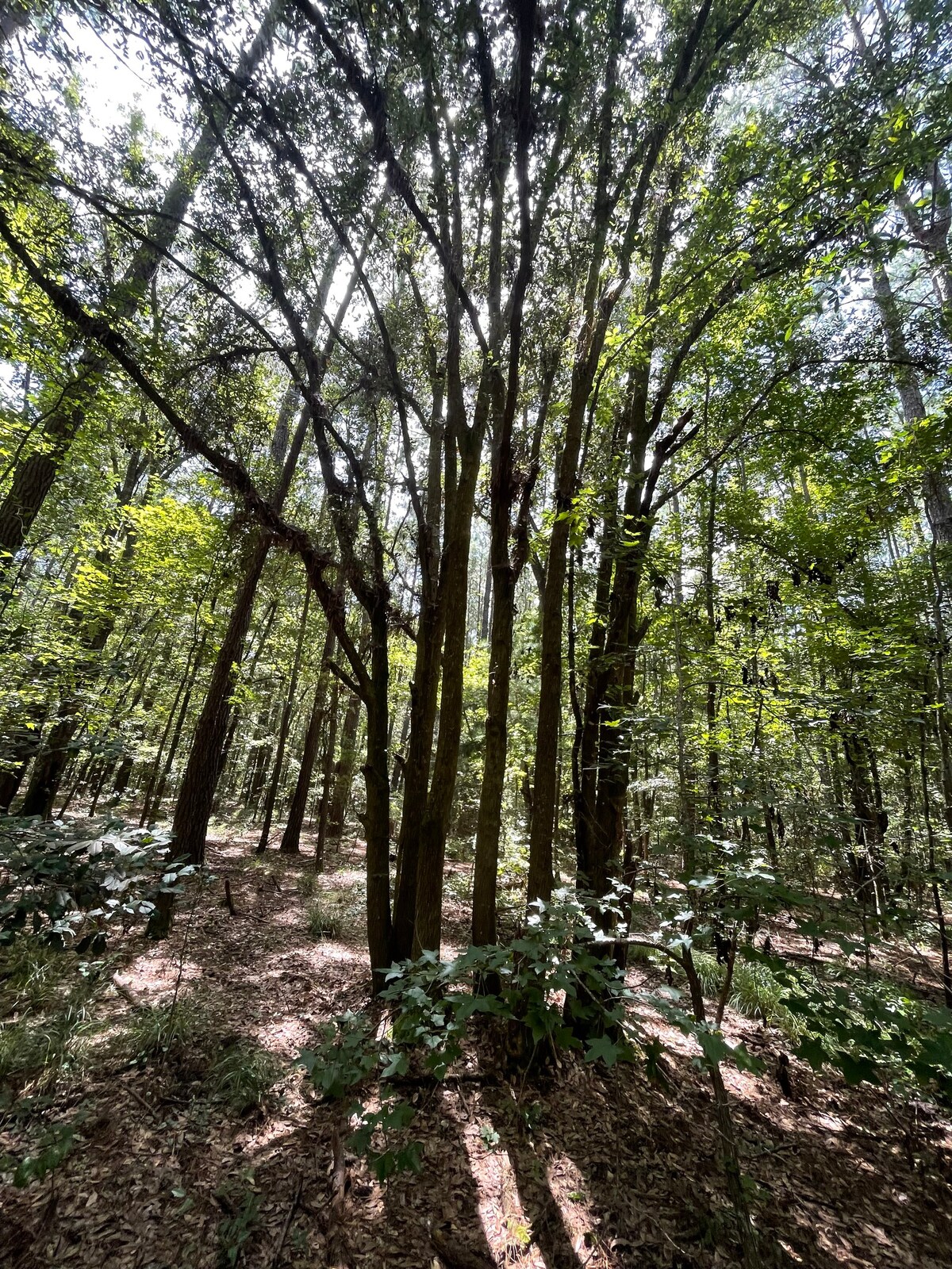 Lost Oak 44英亩休闲保护区