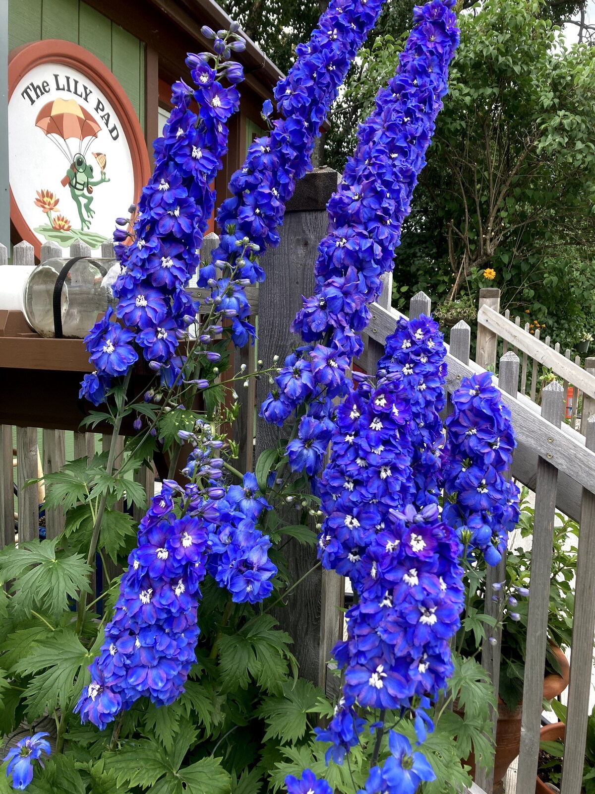 Skagway Lily Pad/ Forget Me Knot Room