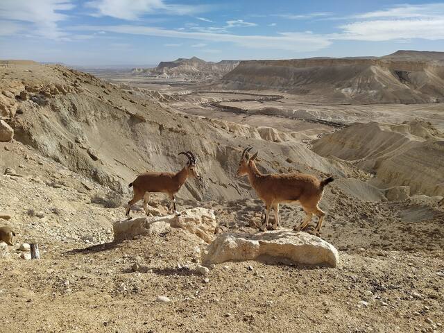 拉蒙大峡谷(Mitzpe Ramon)的民宿