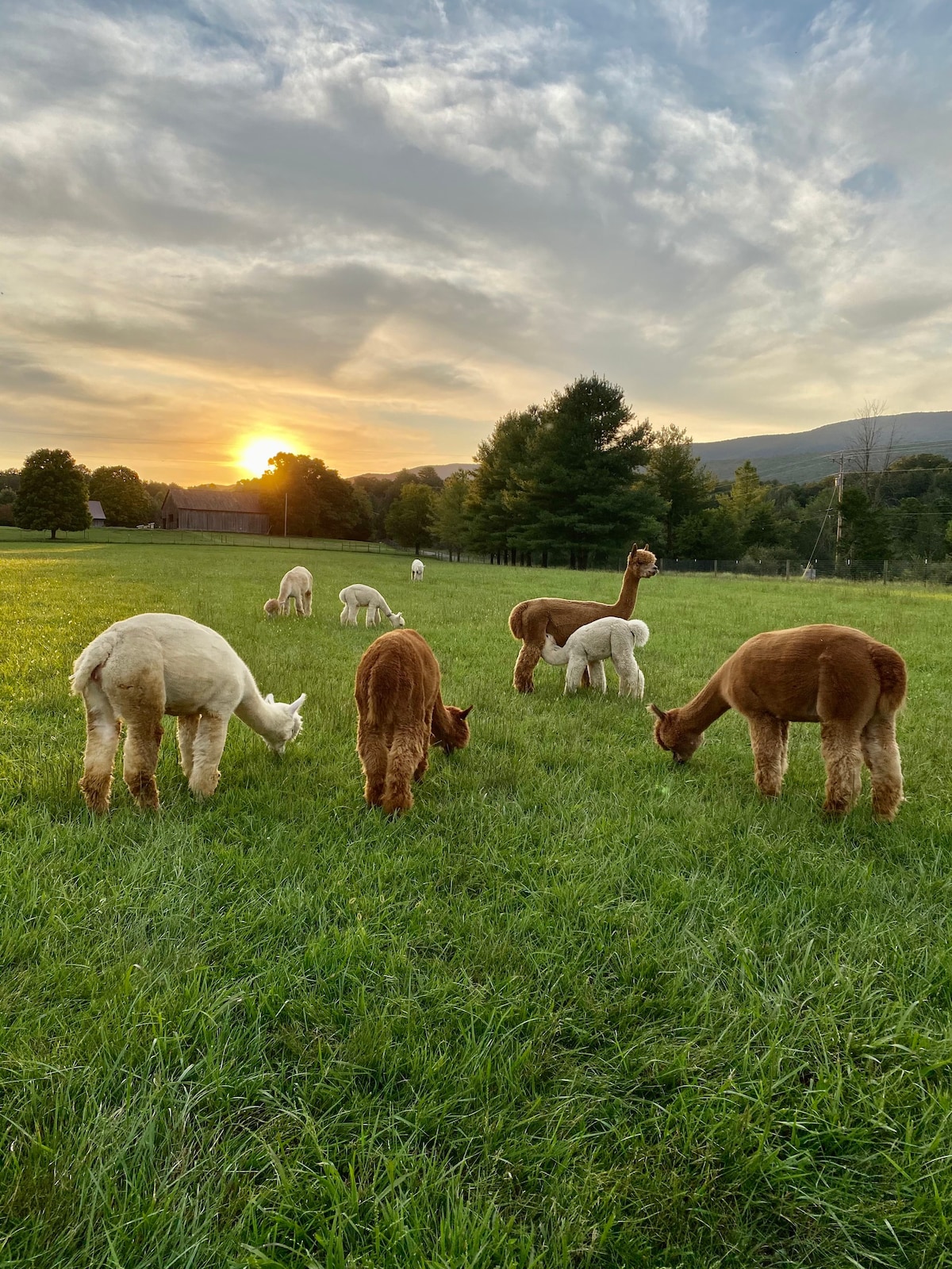 Man in the Moon Farm Alpacas的3卧室乡村小屋