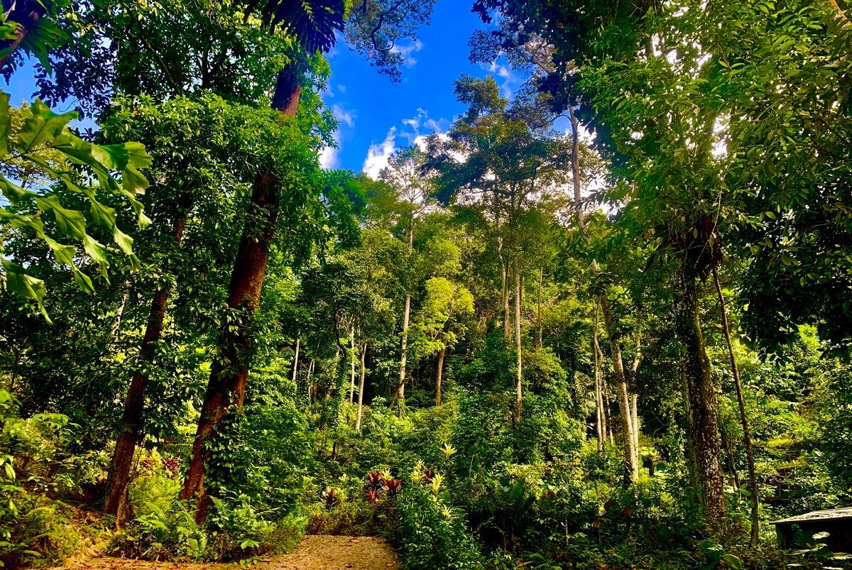 热带森林中的独一无二的霍比特人之家