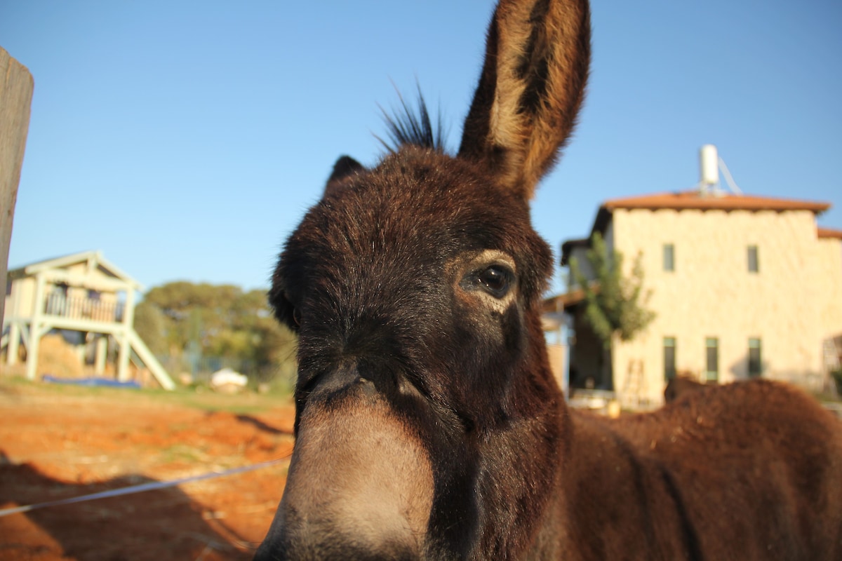 位于以色列葡萄酒之乡Judean山脚下的一个小农场的露营车中。 周围有一些农场动物、驴、马、鸡和鸭子。 简约经济的住宿。