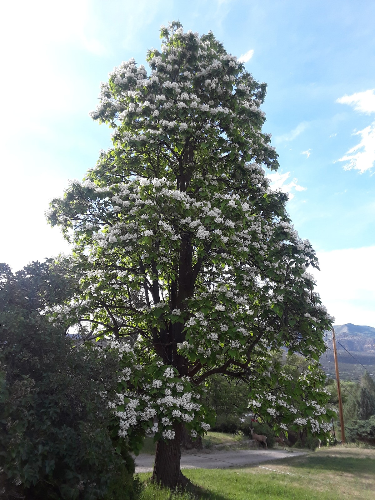 Catalpa小屋~可爱的单卧室，可欣赏美景！