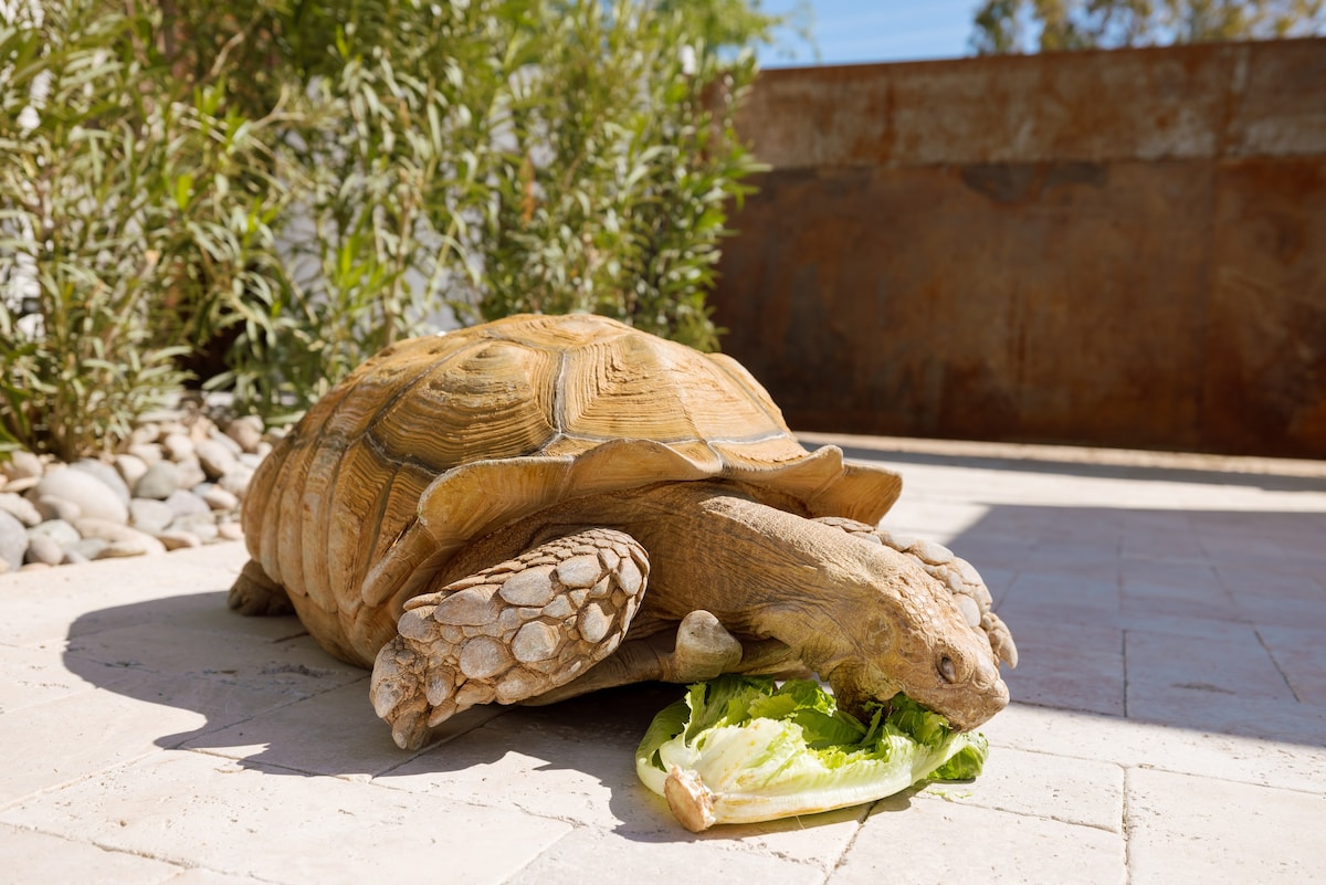 Kaibab Casita- Saltwater Pool + Spa & 150lb Turtle