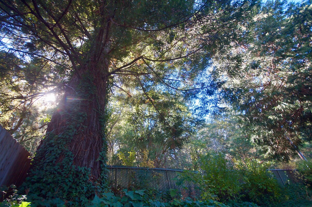 Splash Valley Gardens ~ Serene home among redwoods