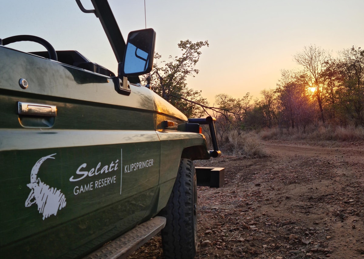 Klipspringer: Selati Game Reserve