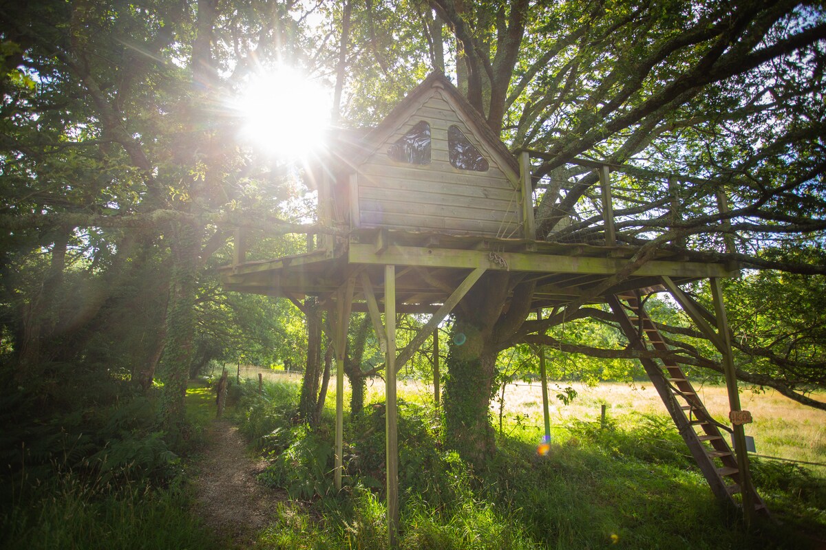 Cabane dans les arbres 5/6 mètres