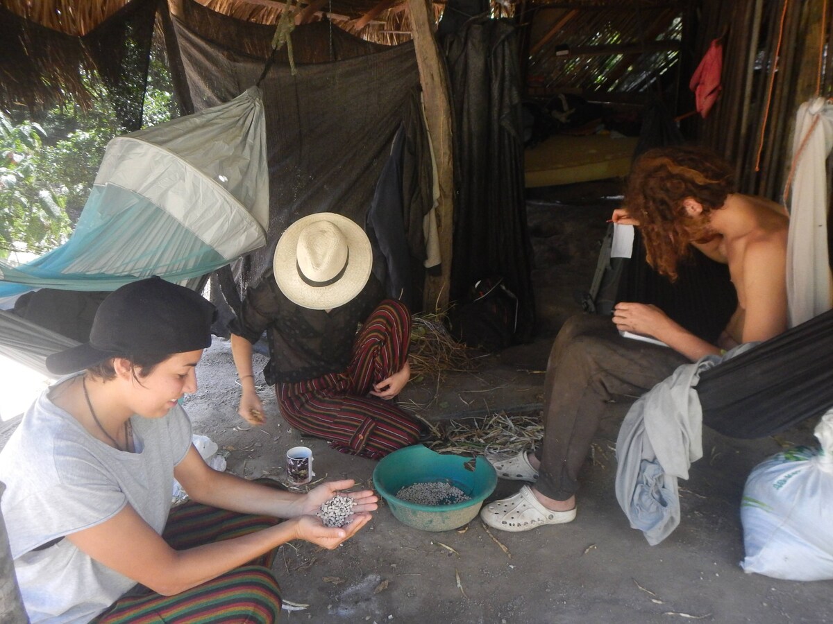 Farm Stay Eco-Adventure: Hammock Haven in Jungle