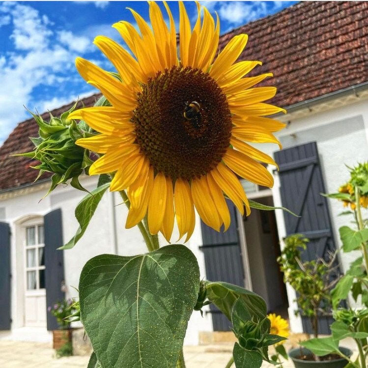 La Maison des Coeurs