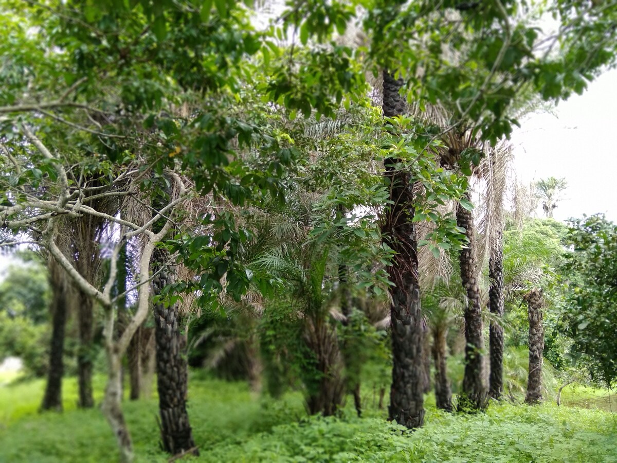 La casita del bosque entre manglares.