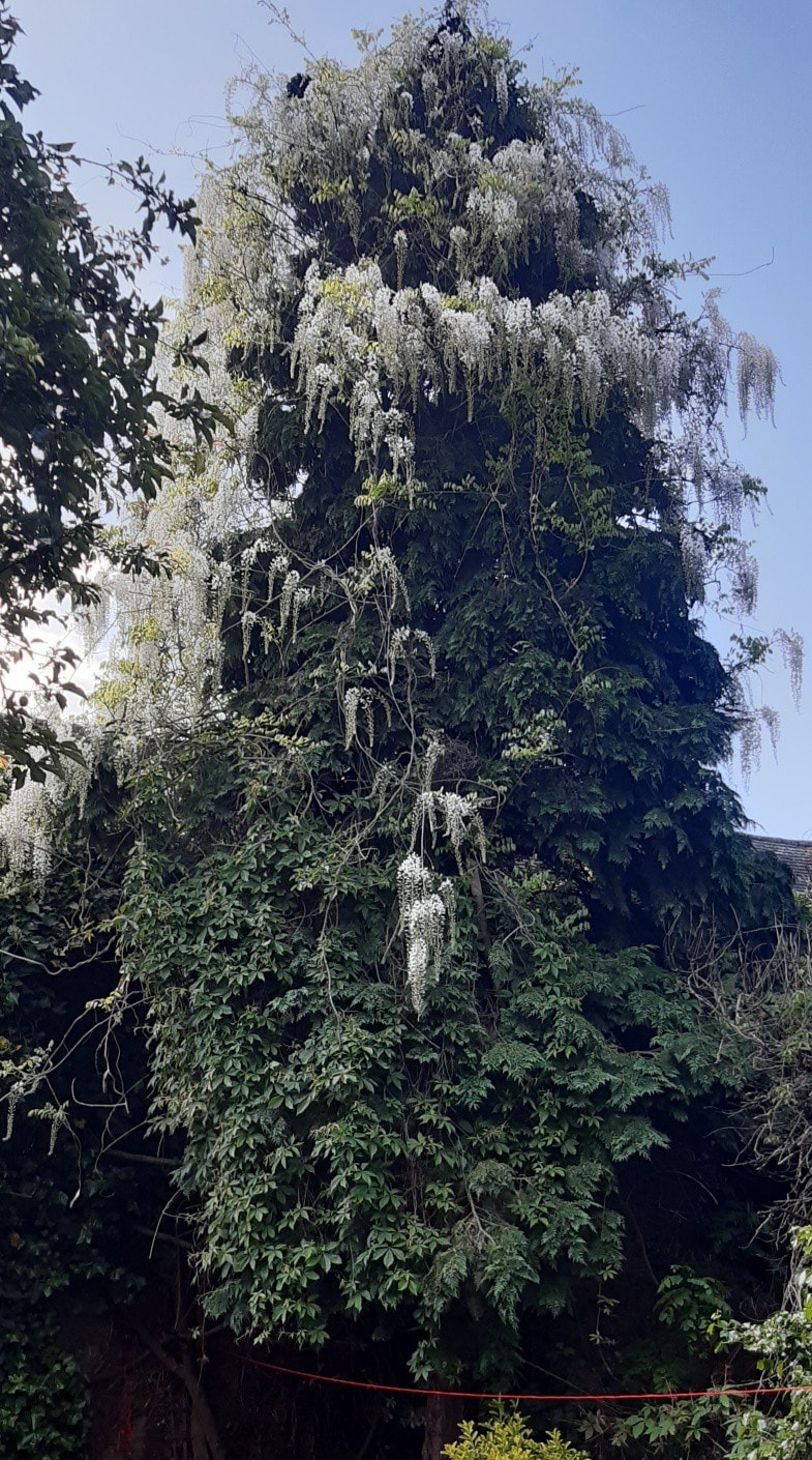 东芬奇利（ EastFinchley ）舒适的双人卧室