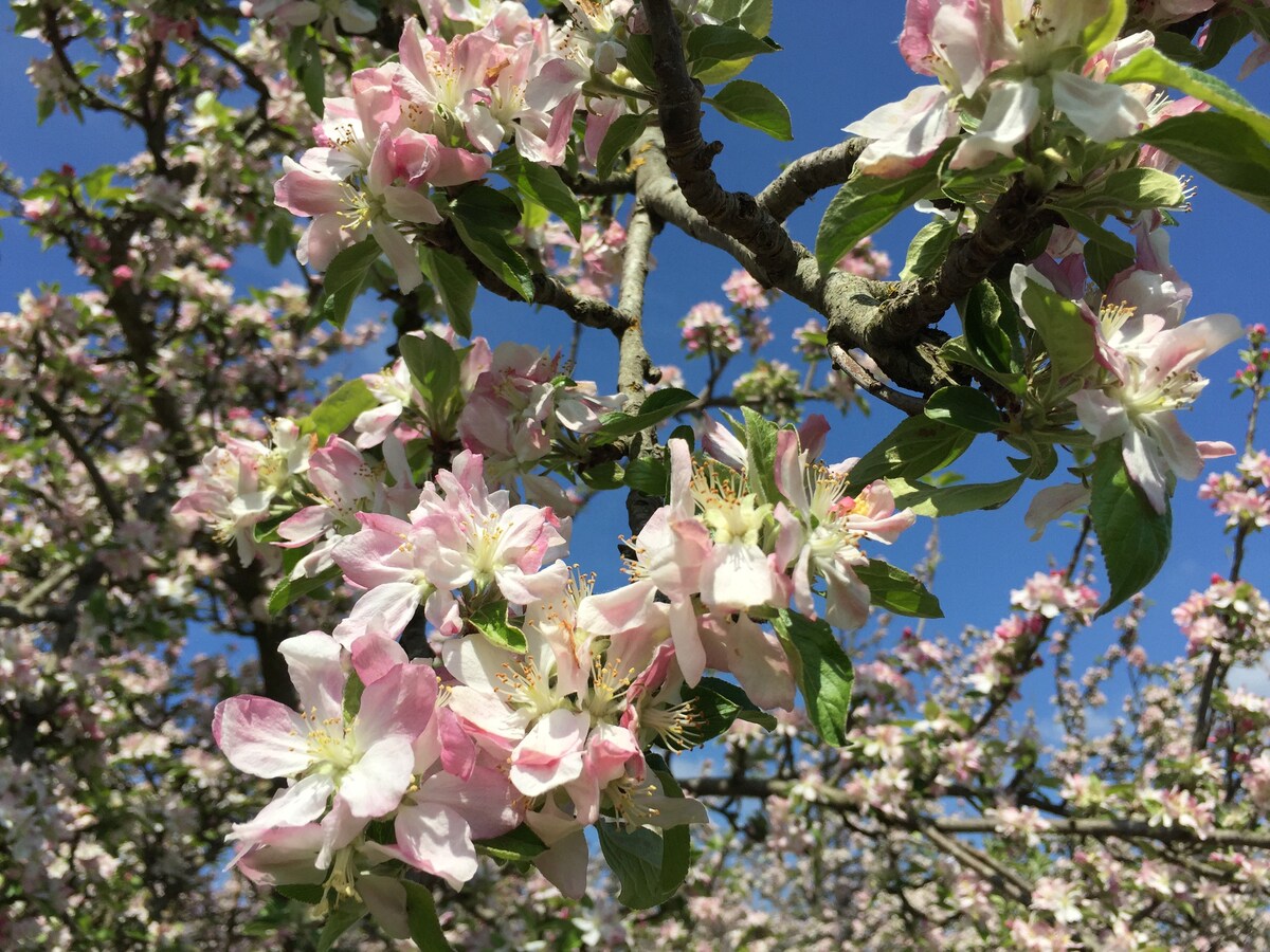 宁静的西南苹果园（ Southwest Cider Orchard ） -大型球场# 1