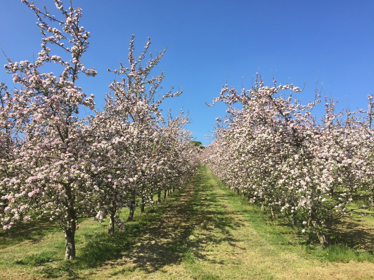 Tranquil Southwest Cider Orchard - Pitch 4