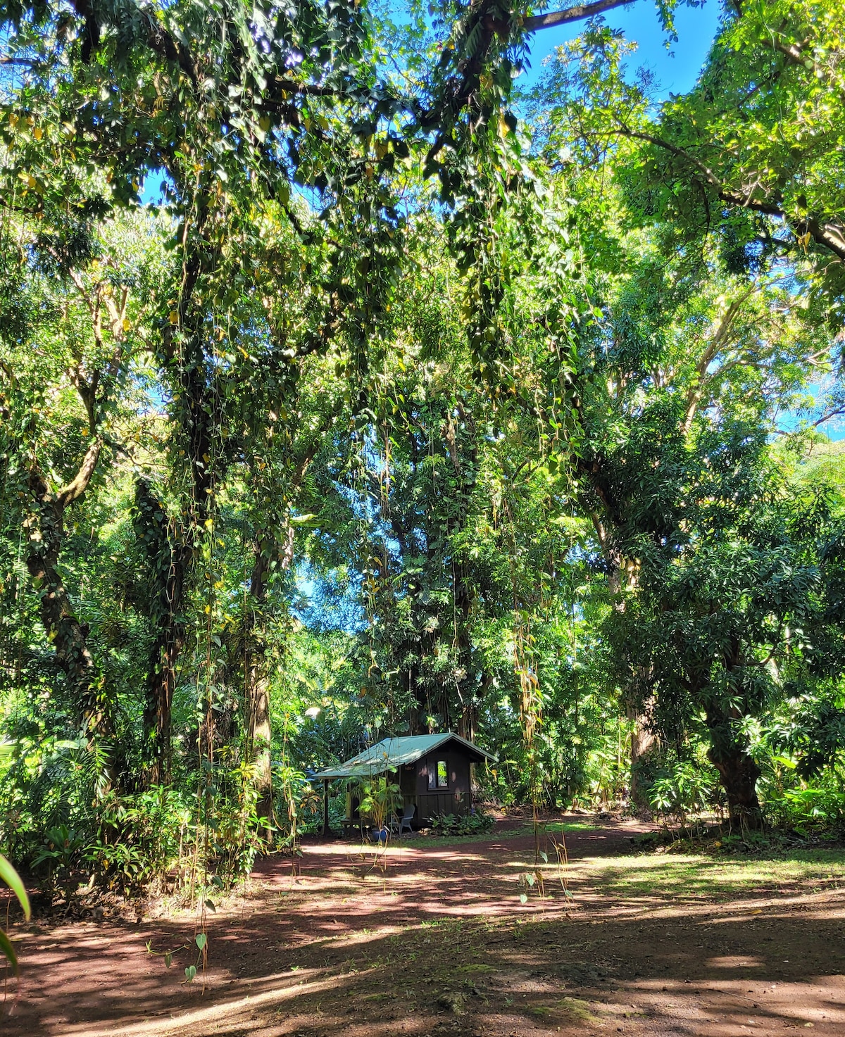 *Private* Jungle Cabin in a Protected Mango Grove