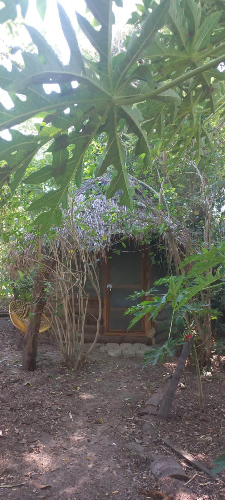 Cabañita en la foresta