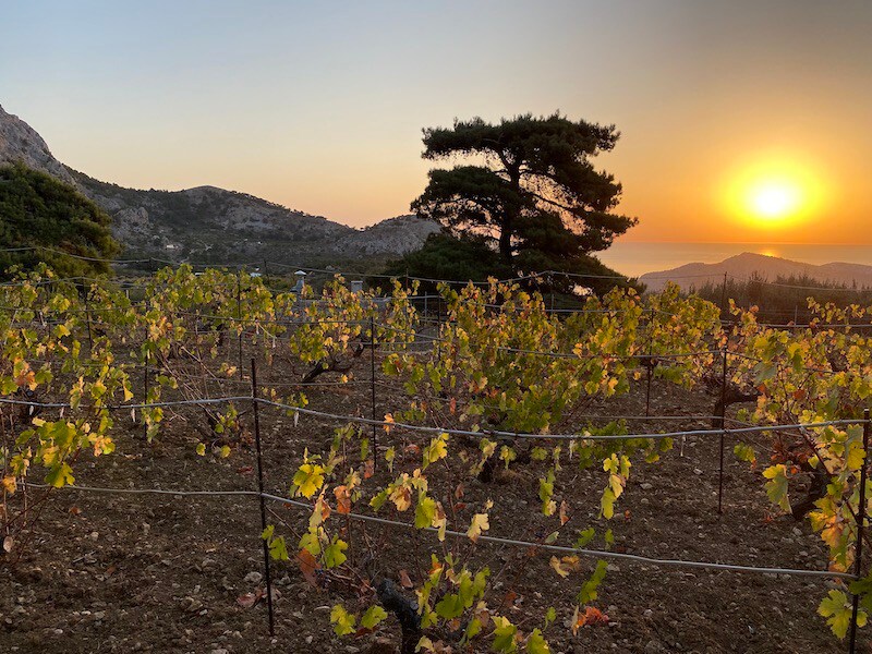 Hikers Inn by the Pini vineyards of Karpathos