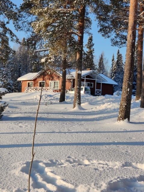 Koivikkoniemessä luonto on lähellä