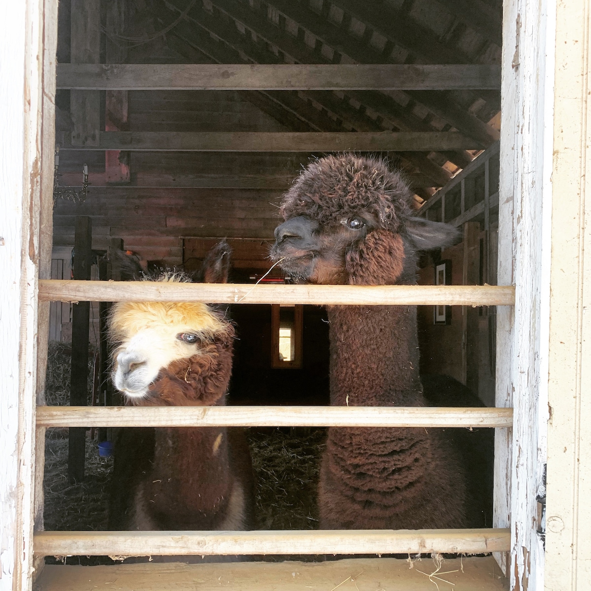 羊驼小屋