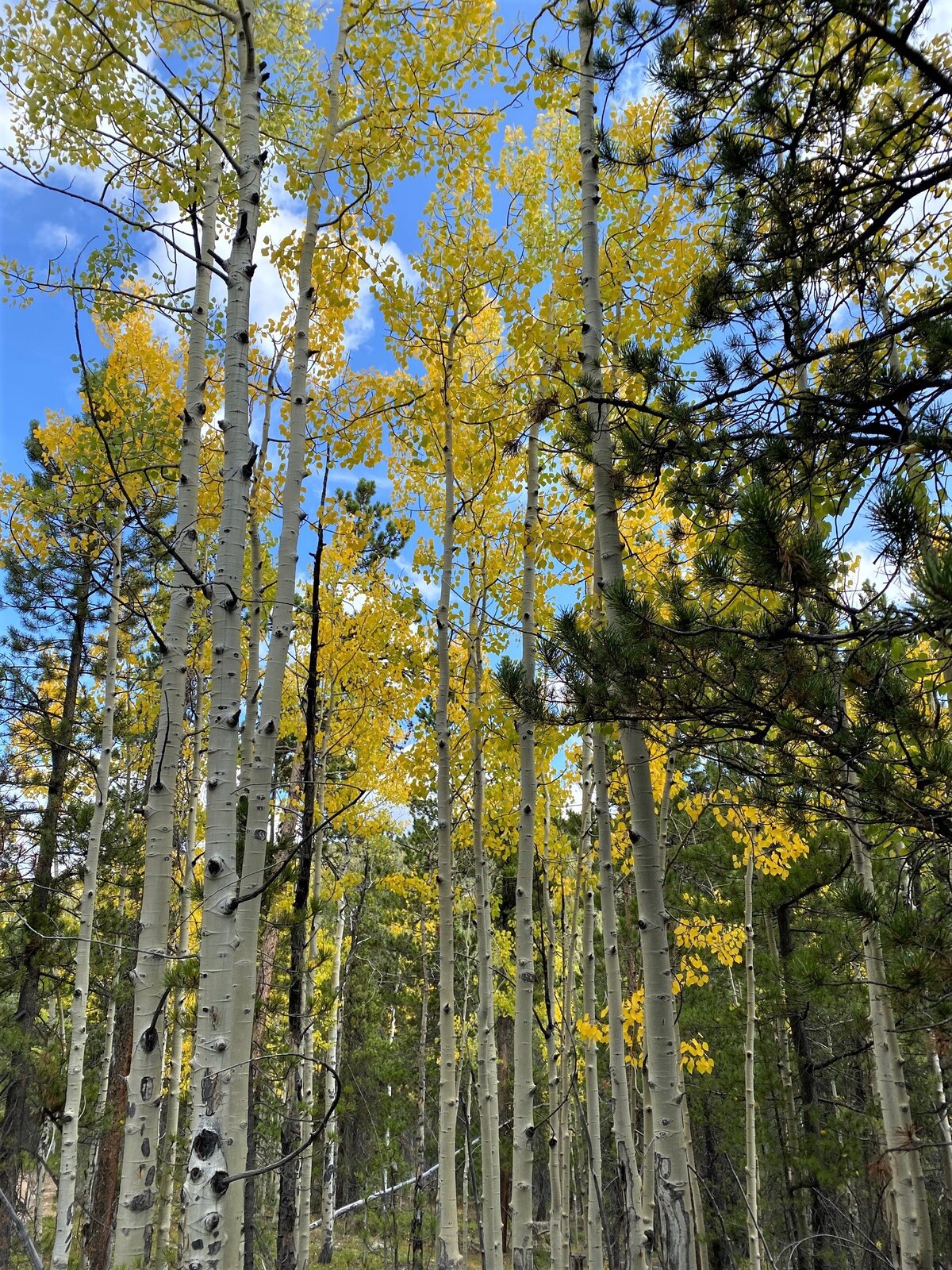 位于海狸峡谷（ Beaver Brook Canyon ）的舒适永恒绿色单间公寓