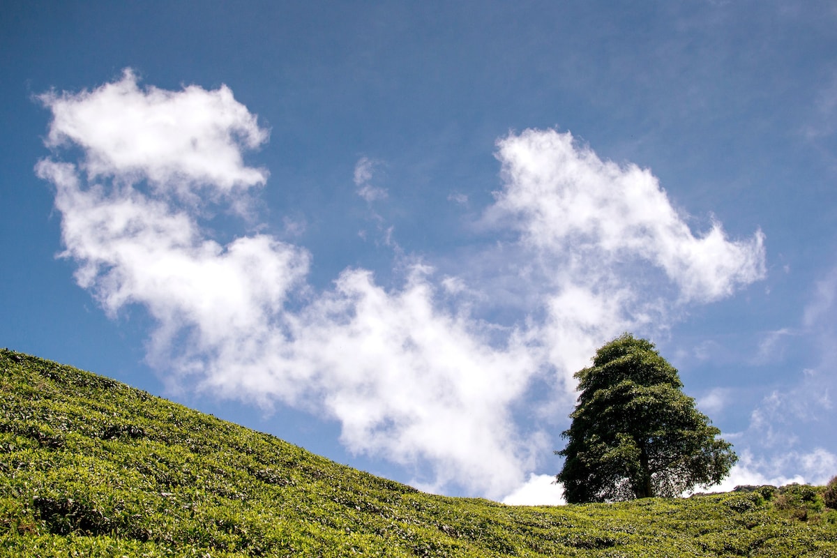 金马仑高原（ Cameron Highland ）的3间舒适卧室