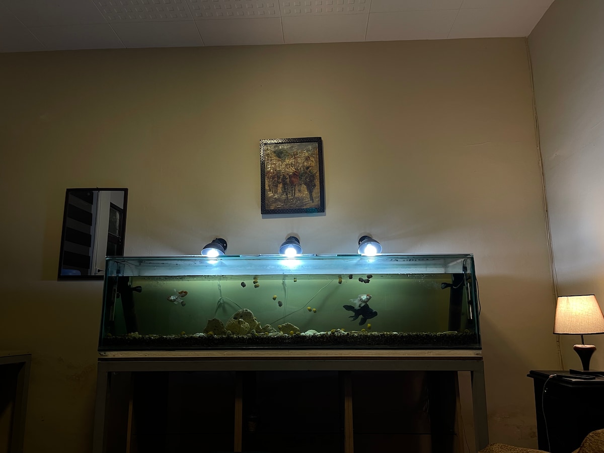 休闲房间-美丽的鱼类和植物