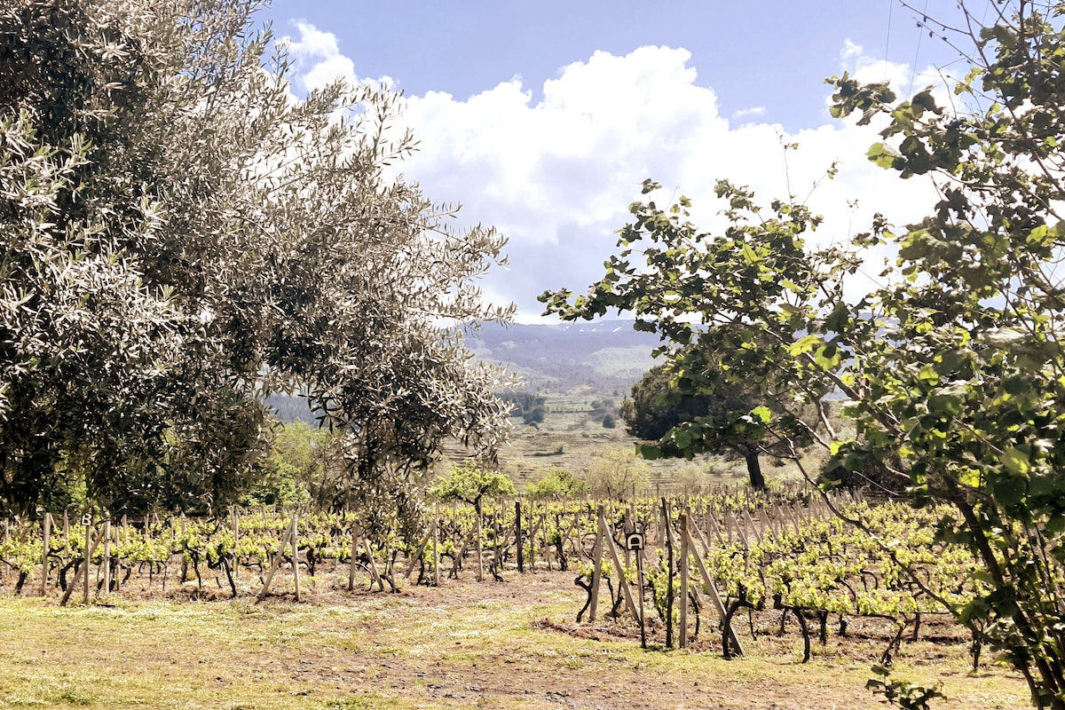 La Finestra sul Vigneto