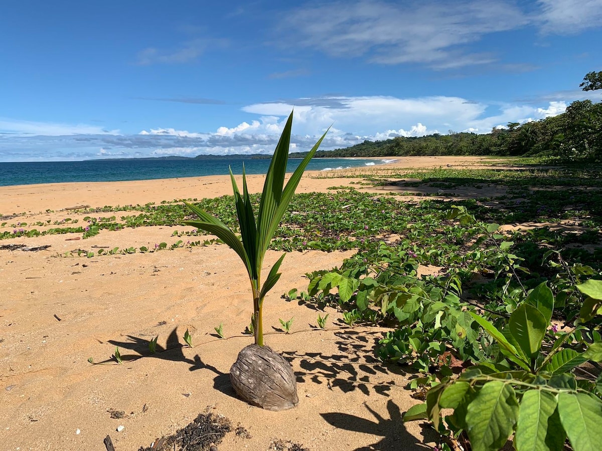 Jungle house under the giants at the Bluff Beach