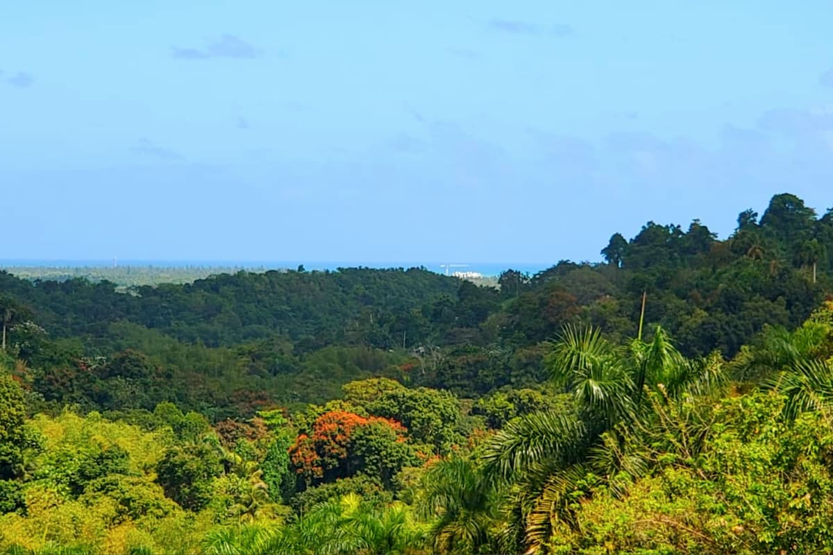 El Yunque和海滩附近的迷人景观