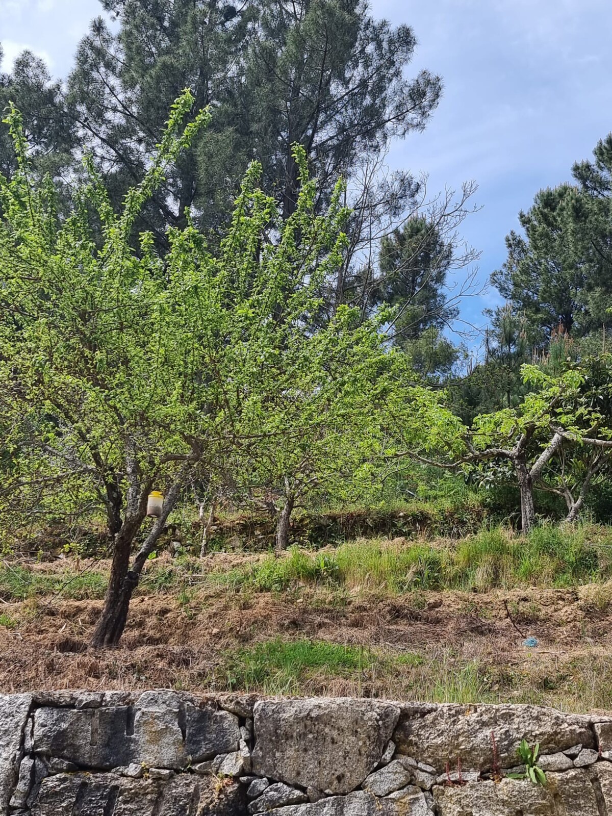 Quinta de Leandres Manteigas Serra da Estrela