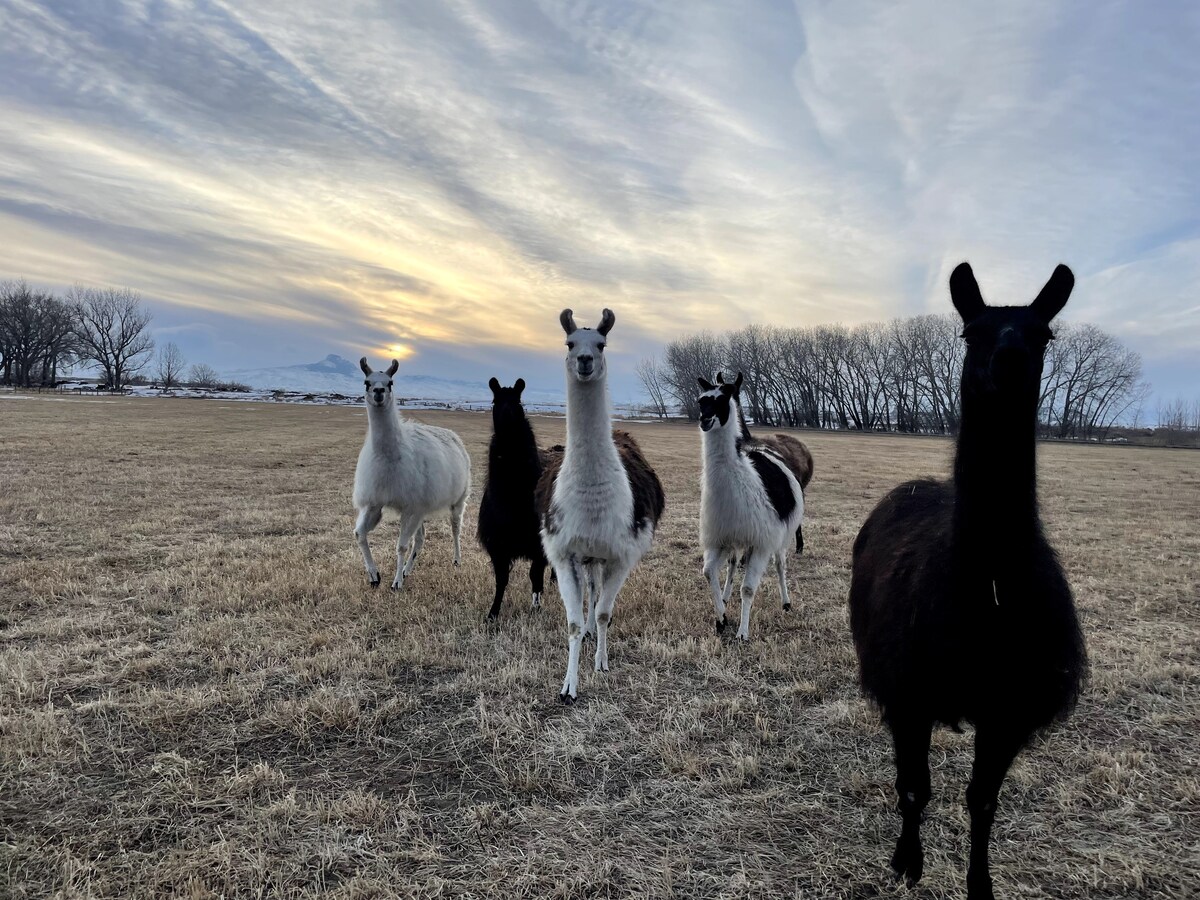 Llama stay Silo 1 Dude Ranch