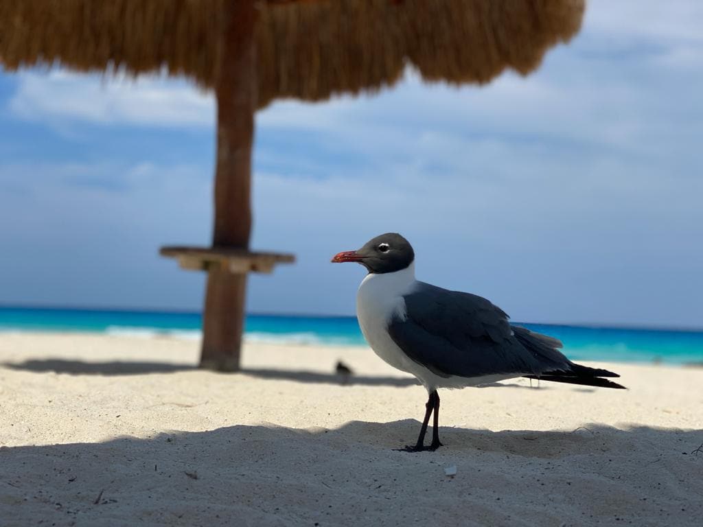 坎昆酒店区私人阁楼！海滩-PLAYA ！ ！ ！