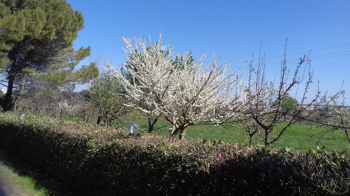 Masseria macchiarola la 5