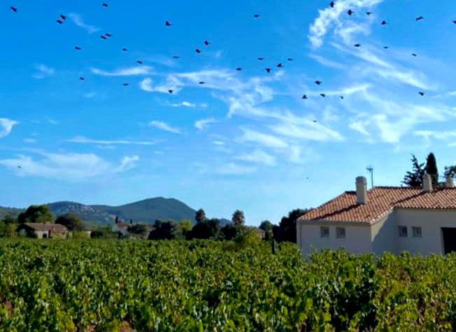 Jolie maisonette bordée de vignes proche de la mer