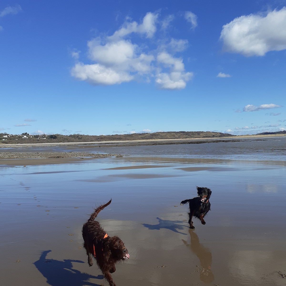 可爱海滩上的狗狗友好度假屋
