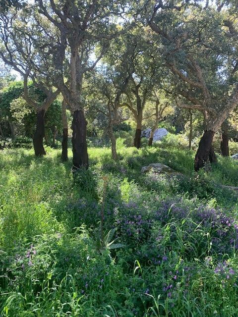 Enchanting private property next to natural park