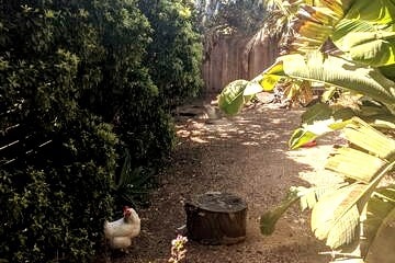 海湾地区城市隐蔽处-后院有鸡！