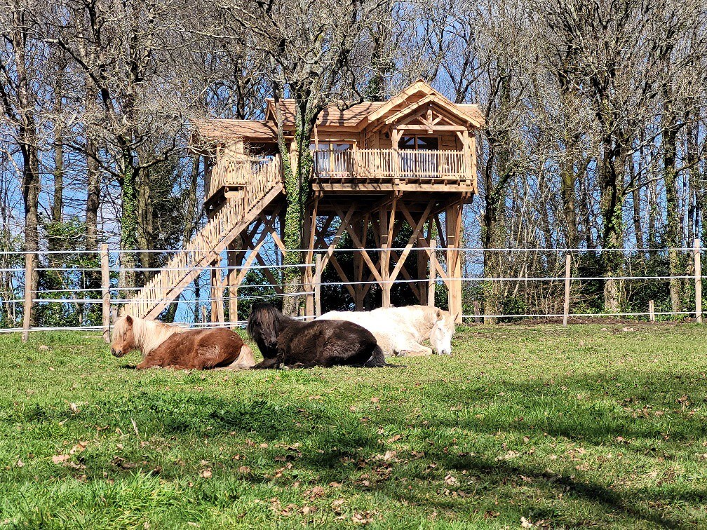 Cabane SPA Harris